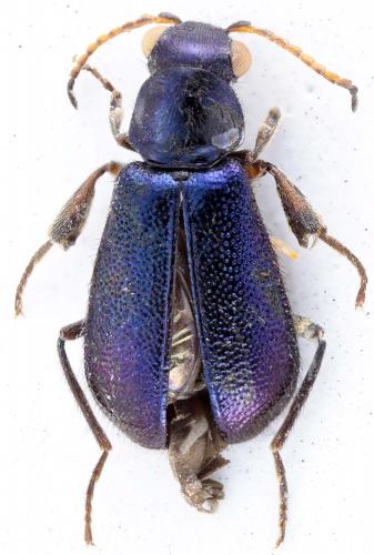 Hadrocnemus azureus